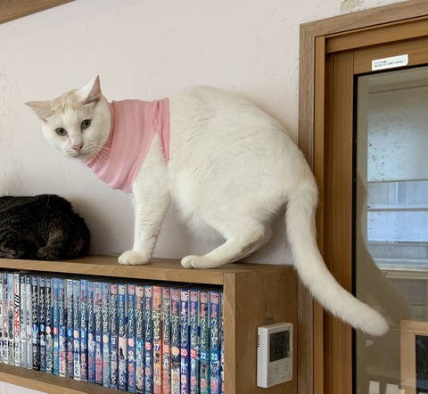 BF3BE430-054F-4D91-B6B1-2CBCA767A6C8