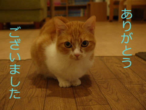 猫式ブログ～里親募集型猫カフェ