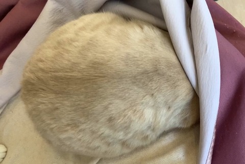 FA2539C4-7E0A-471C-A48C-ECC48D834C9D