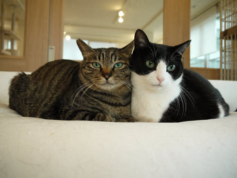 猫式ブログ～里親募集型猫カフェ