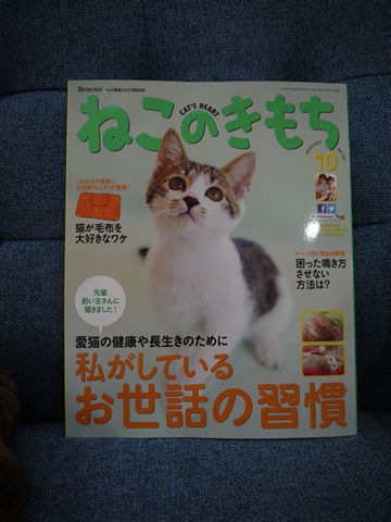 猫式ブログ～里親募集型猫カフェ