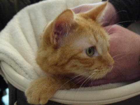 猫式ブログ~里親募集型猫カフェ