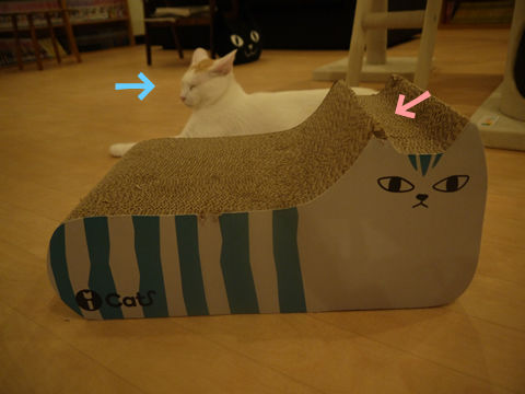 猫式ブログ~里親募集型猫カフェ