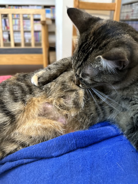 8FD9305D-5FA0-47E2-96CC-30D323C25A6C