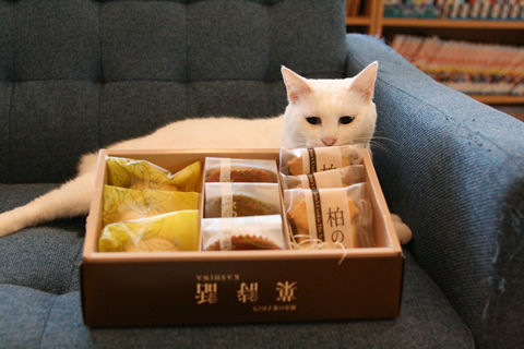 猫式ブログ~里親募集型猫カフェ