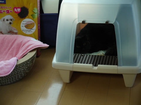 猫式ブログ～里親募集型猫カフェ
