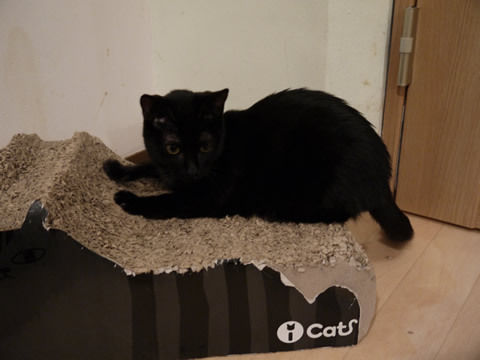 猫式ブログ~里親募集型猫カフェ
