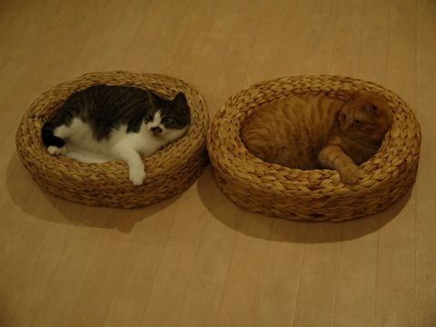 猫式ブログ～里親募集型猫カフェ