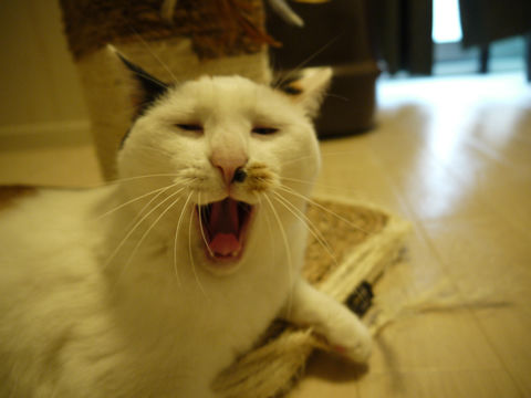 $猫式ブログ～里親募集型猫カフェ