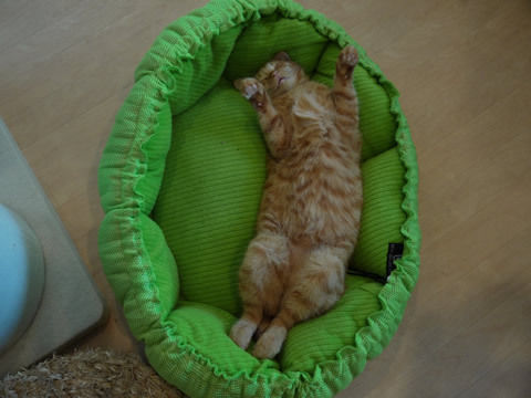 猫式ブログ～里親募集型猫カフェ