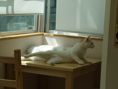 猫式ブログ～里親募集型猫カフェ