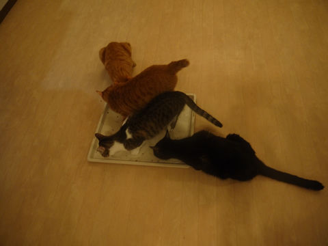 猫式ブログ～里親募集型猫カフェ