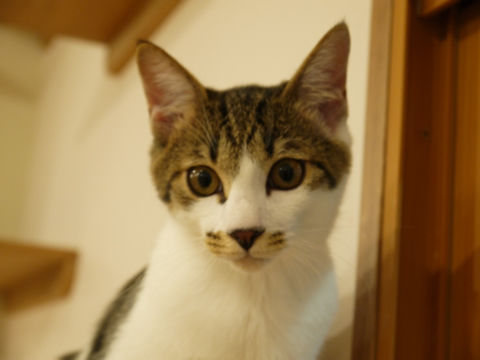 猫式ブログ~里親募集型猫カフェ