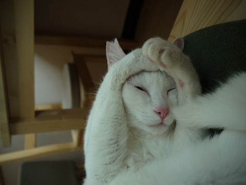 猫式ブログ～里親募集型猫カフェ