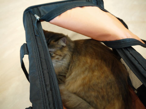 猫式ブログ~里親募集型猫カフェ