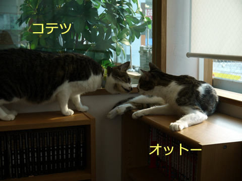 猫式ブログ～里親募集型猫カフェ