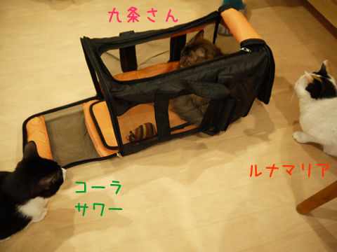 猫式ブログ~里親募集型猫カフェ