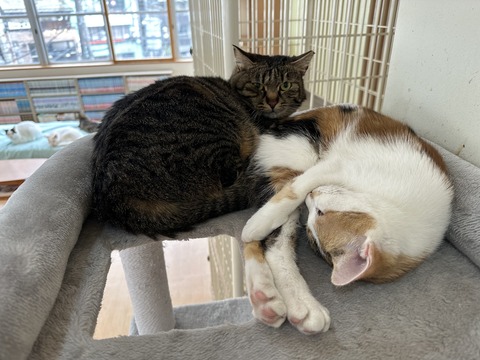 CEB0DD1E-EB4C-461C-8EAA-EAA28560FD71