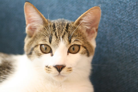 猫式ブログ~里親募集型猫カフェ