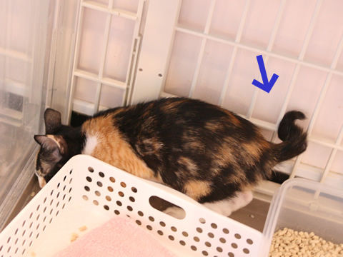 猫式ブログ~里親募集型猫カフェ