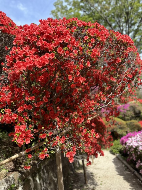 A918C3D4-6F8E-44B5-8E9C-B4C15DF877F9