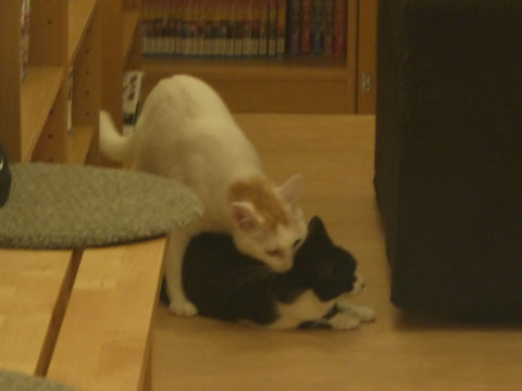 猫式ブログ～里親募集型猫カフェ