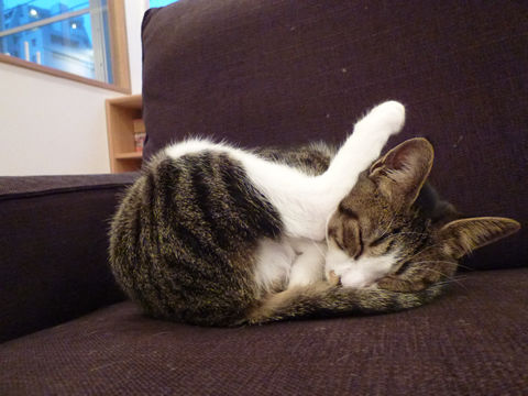 猫式ブログ～里親募集型猫カフェ