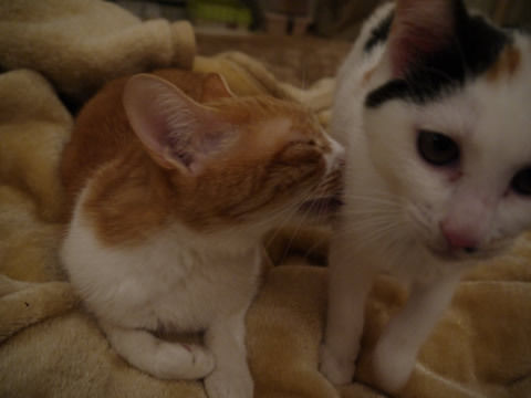 猫式ブログ~里親募集型猫カフェ