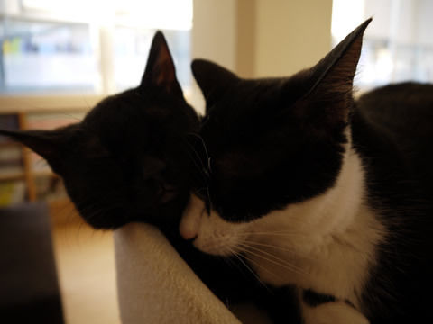 猫式ブログ~里親募集型猫カフェ