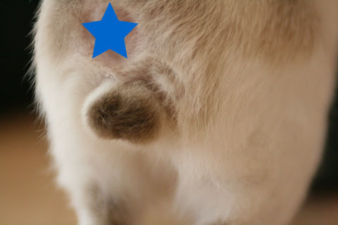 猫式ブログ~里親募集型猫カフェ