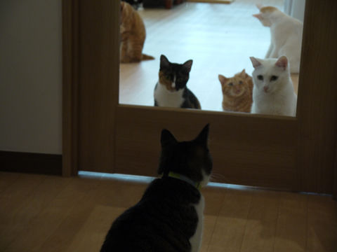 猫式ブログ～里親募集型猫カフェ