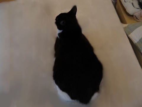 猫式ブログ~里親募集型猫カフェ