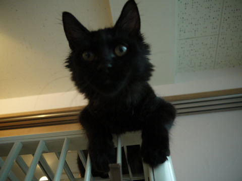 猫式ブログ~里親募集型猫カフェ