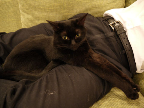 猫式ブログ~里親募集型猫カフェ