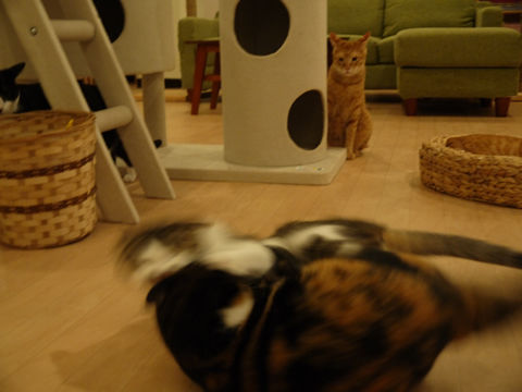 猫式ブログ~里親募集型猫カフェ