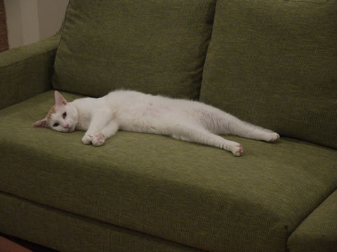 猫式ブログ～里親募集型猫カフェ