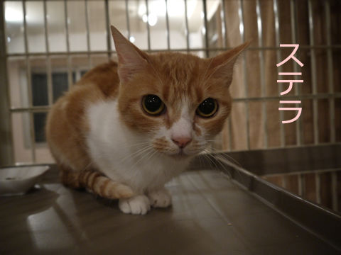 猫式ブログ~里親募集型猫カフェ