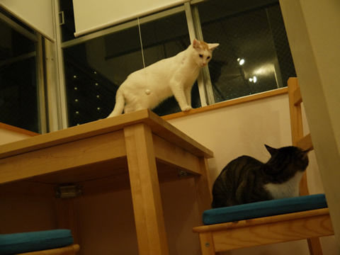 猫式ブログ~里親募集型猫カフェ