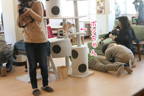 猫式ブログ～里親募集型猫カフェ