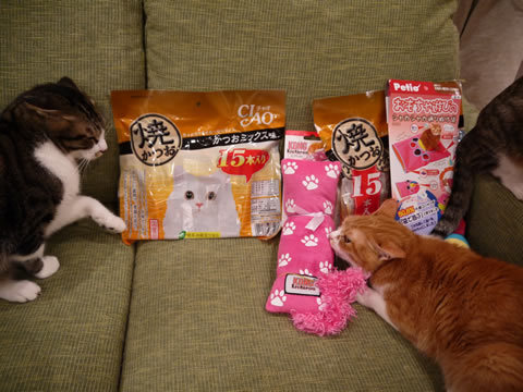 猫式ブログ~里親募集型猫カフェ