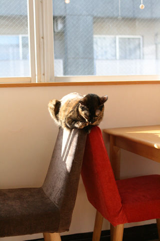 猫式ブログ～里親募集型猫カフェ