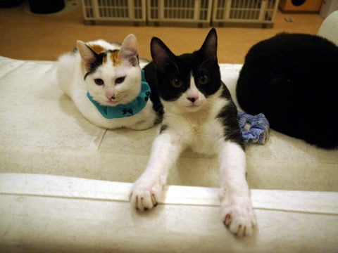 猫式ブログ~里親募集型猫カフェ