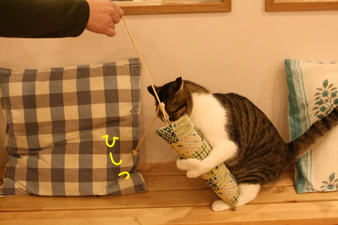 猫式ブログ～里親募集型猫カフェ