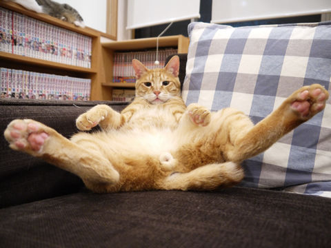 猫式ブログ~里親募集型猫カフェ