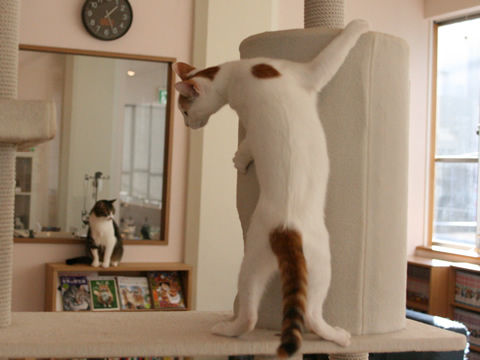 猫式ブログ～里親募集型猫カフェ