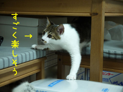 猫式ブログ~里親募集型猫カフェ