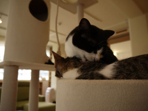 猫式ブログ~里親募集型猫カフェ