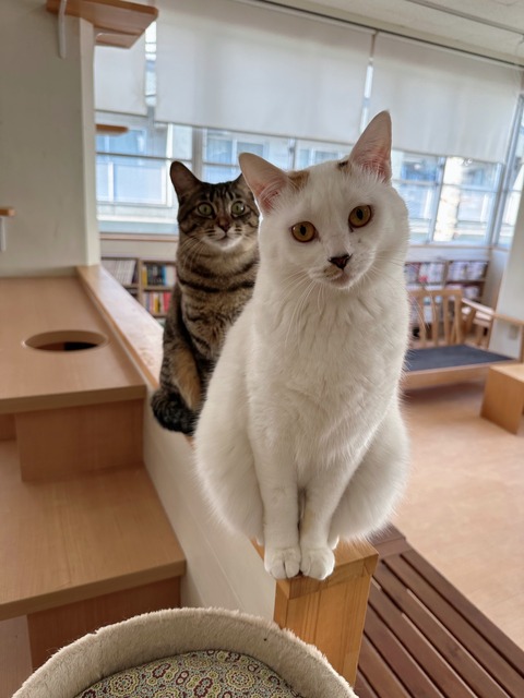 46A70554-1233-4738-910D-32D09C042601