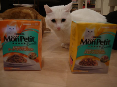 猫式ブログ~里親募集型猫カフェ