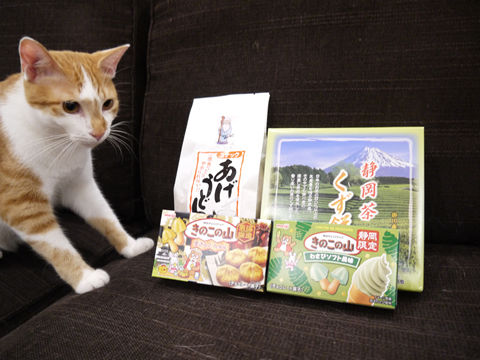 猫式ブログ~里親募集型猫カフェ